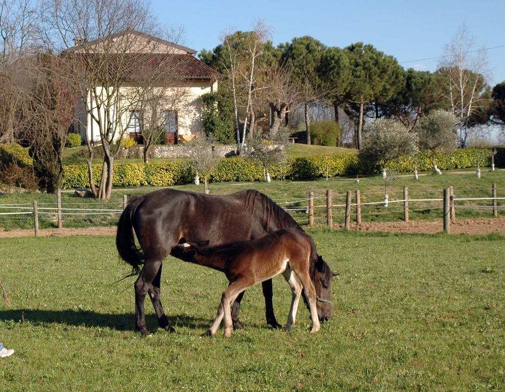 Agriturismo Trebisonda Country Resort Monzambano Eksteriør billede